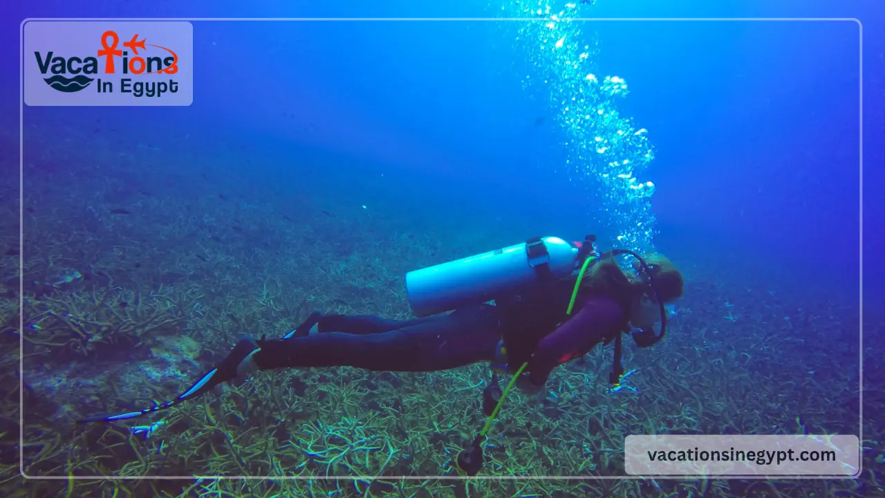 Sharm el sheikh Diving