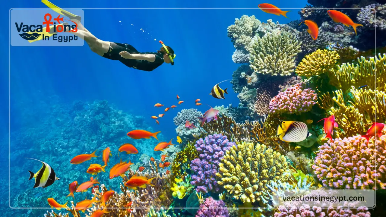 Sharm el sheikh Diving