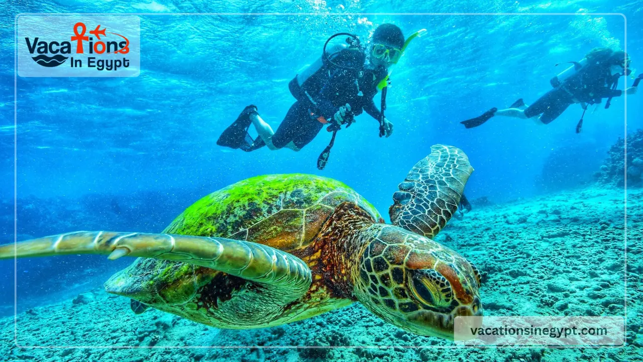 Sharm el sheikh Diving