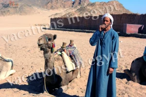Bedouin: A Journey into Their Culture and Way of Life