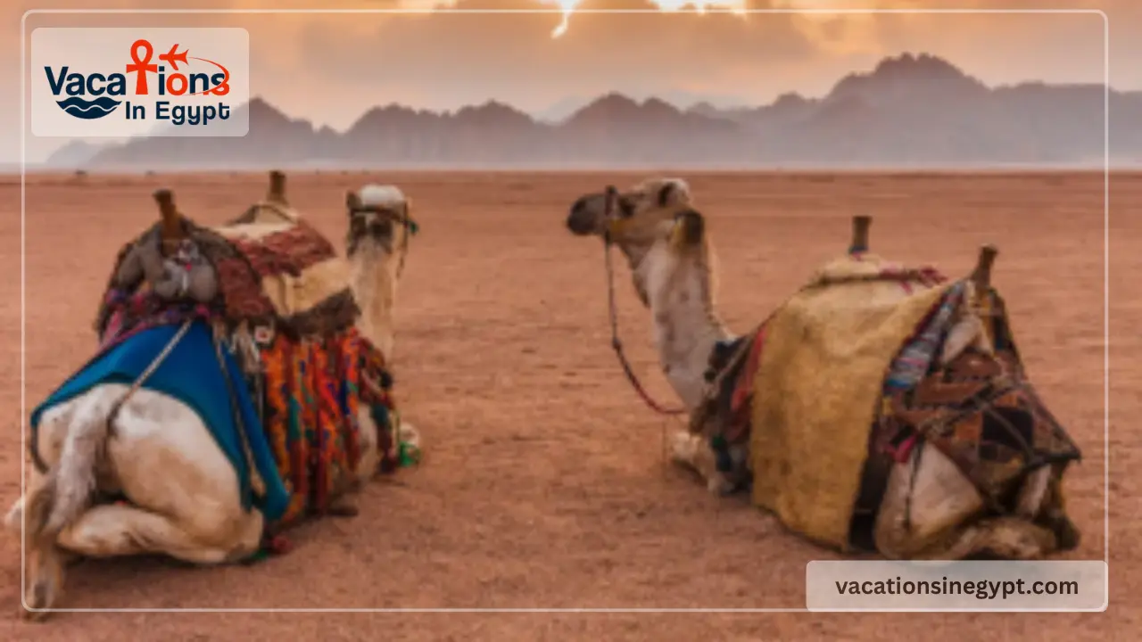 Wellness Tourism in Egypt Tour 