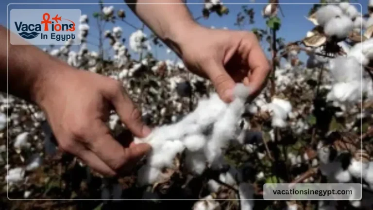 Egyptian Cotton