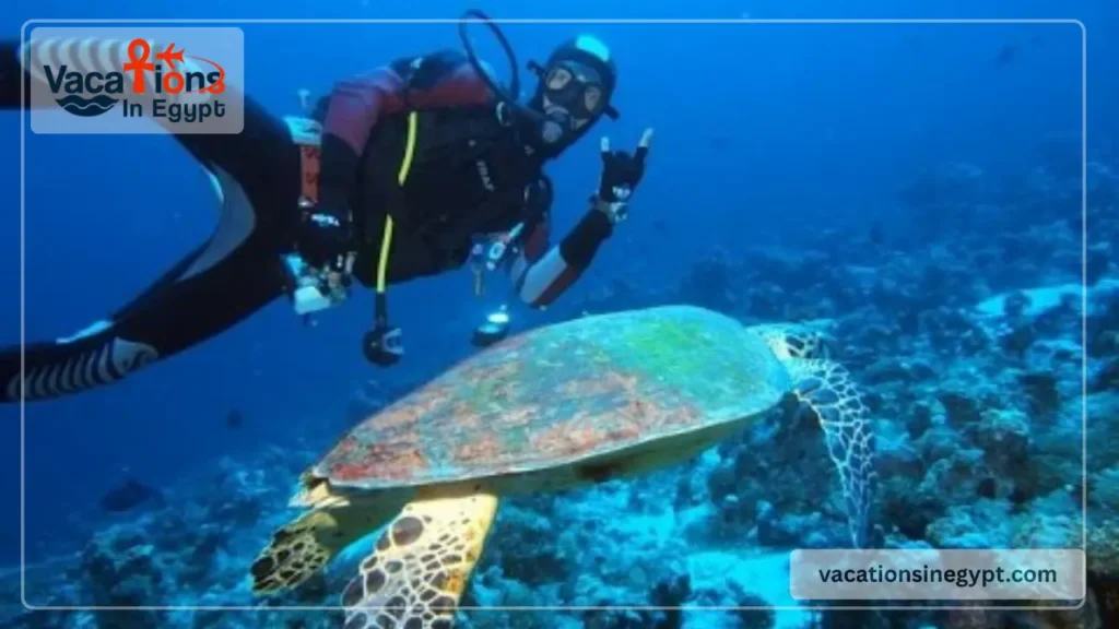 Best Spots for Diving in Egypt