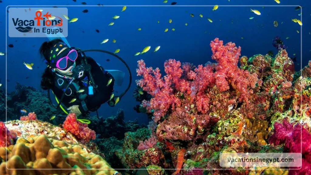 Best Spots for Diving in Egypt
