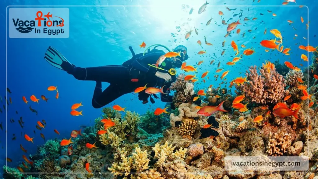 Best Spots for Diving in Egypt