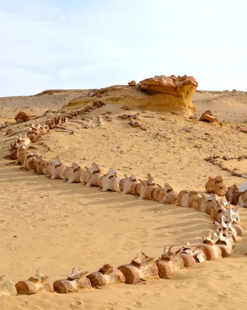 Black Desert And Fayuom Oasis Tour From Cairo