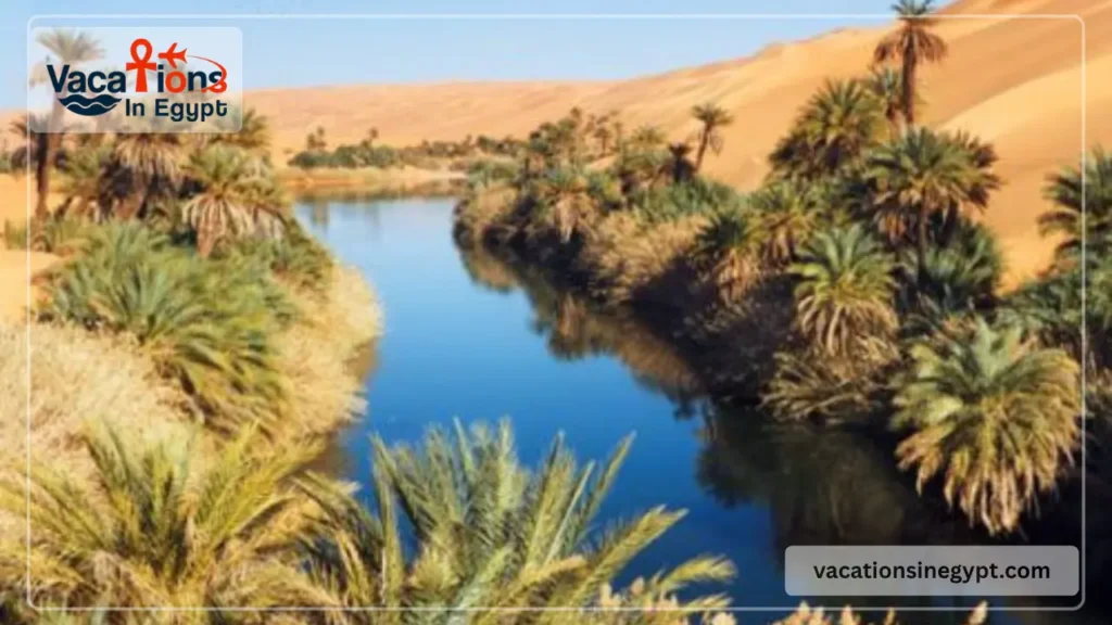 Bahariya Oasis