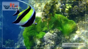 Semi-Submarine Tour from Safaga Port