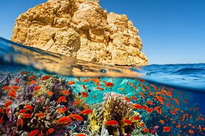 Red Sea coral reef fish
