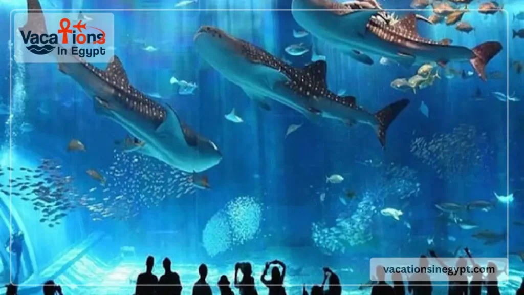 Things to Do in Hurghada for Adventure & Relaxation