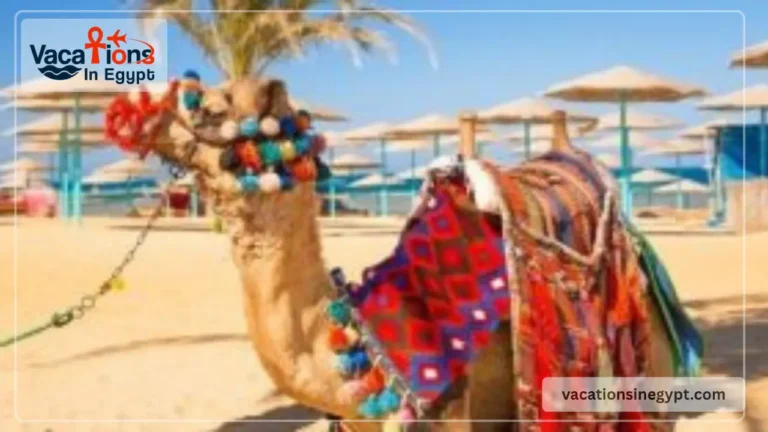 How To Enjoy in Egypt?