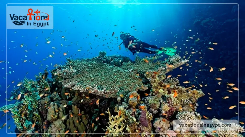 Sharm El Sheikh Things to Do for Every Traveler