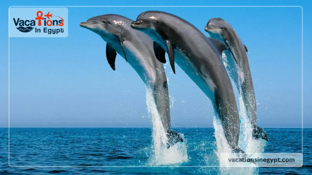 El Gouna Swim with Dolphins