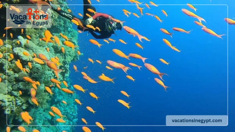 TOP 10 Things to Do in El Gouna