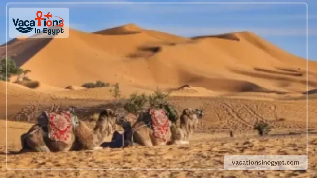 8 Days Egypt Package Cairo to Sahara Desert