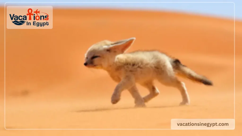 sahara-grand-dune-camels