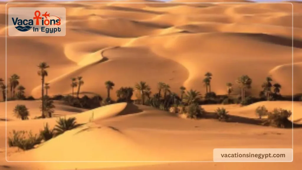 sahara-grand-dune-camels